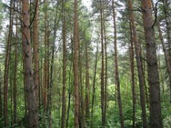 Каковы актуальные проблемы и перспективы защитного лесоразведения? Каковы актуальные проблемы и перспективы защитного лесоразведения?
