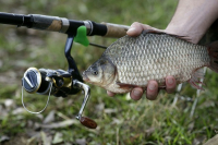 В Волгоградской области безработные выловили рыбу на миллион рублей штрафа