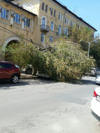 В Волгограде на машины начал падать сухостой