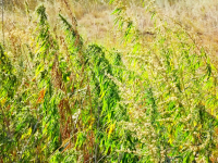 Пчеловод незаконно культивировал коноплю