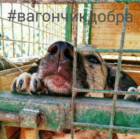 В приюте для животных в Печатниках нашли трупы в мешках