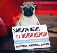 Пользователи выкладывают фото своих домашних любимцев с призывами остановить насилие 