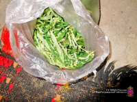 Камышанка хранила у себя дома коноплю