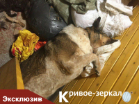 Трупы животных на территории приюта БАНО ЭКО