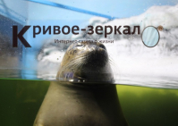 Сахалинские тюлени радуют посетителей волгоградского океанариума