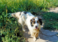 Волгоградцев травят собачьим мясом