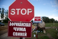 Зафиксирован очередной случай африканской чумы свиней