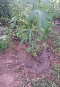 Житель Краснооктябрьского района выращивал и продавал cannabis