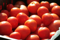 Узбекской плодоовощной продукции в России станет больше