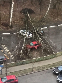 Школьница и мужчина погибли из-за урагана в Москве