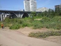 Порубленные деревья в пойме