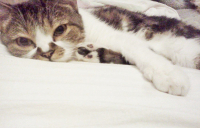 Кошки