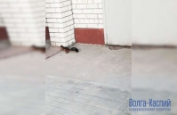Белки с Мамаева Кургана сбежали осваивать Волгоград