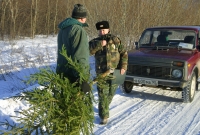Волгоградцев в канун нового года ждут штрафы за незаконную вырубку елей
