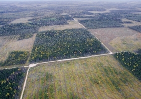 Двинская тайга
