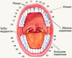 Зубы