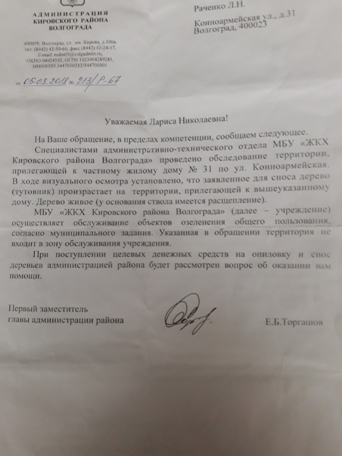 Падающее на проезжую часть дерево пообещали спилить после журналистского запроса