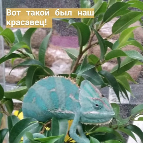 Хамелеон