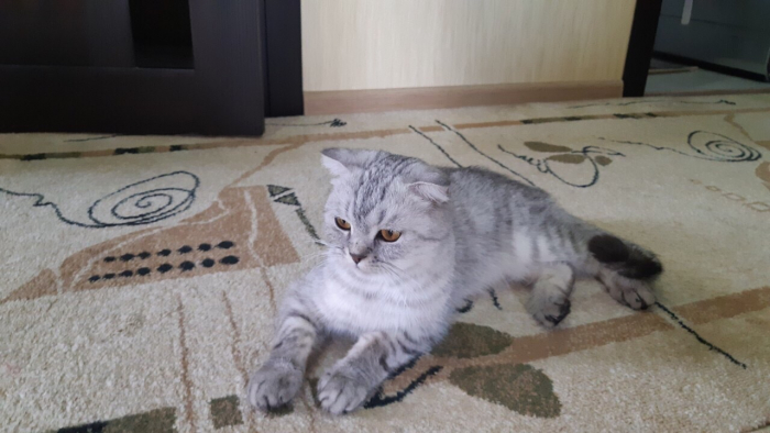 Сердобольные волжане спасли двух котов от мороза