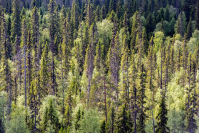 фото:globallookpress