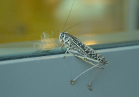 Российские ученые посматривают на саранчу с «гастрономической» целью: ее много и она дешевле говядины