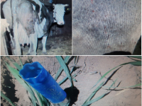 14 10 korovy 392xx294