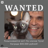 Бари Алибасову за 800 тысяч подсунули похожего на Чучу кота