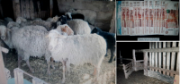 23 03 krazha skota2 800x600