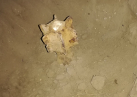 Житель Калача-на-Дону выкопал рядом с домом мину. Прибывшие военные с ней разобрались