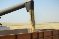 В Волгоградской области конкурсный управляющий сельхозпредприятия обвиняется в хищении пшеницы