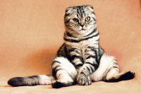 cat 2934720 960 720