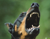 doberman past klyki zloy