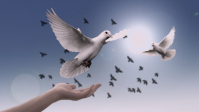 dove 3426187 960 720