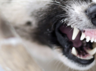 main