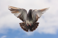 pigeon 747462 960 720