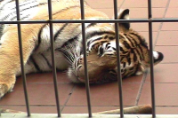 tigercage