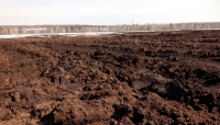 Мухи-копрофаги терроризируют жителей Свердловской области