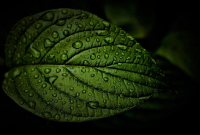 фото: Pixabay