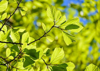 фото: Pixabay