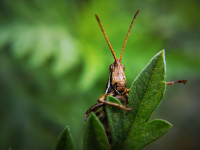 фото: саранча. PIXABAY