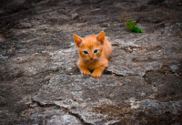 фото: Pixabay
