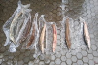 фото: пресс-служба ГУ МВД по Волгоградской области