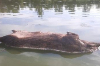 фото: соцсети