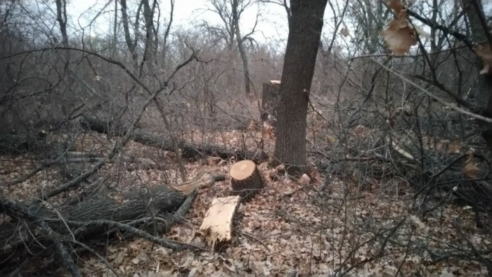 фото: Михаил Соломонов/ соцсети