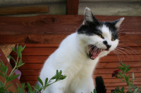 cat