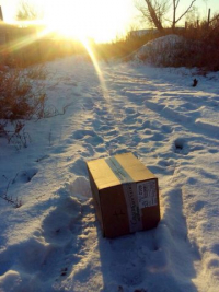 Под Волгоградом живодеры выбросили котенка в коробке на мороз 