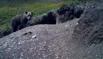 Сайлюгемский медедь