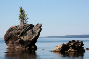 Береза
