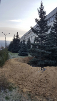 Пересадка елей