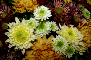 Бал хризантем